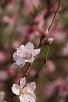 桃花源