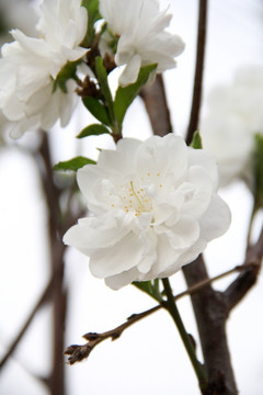 白色花蕾白色桃花