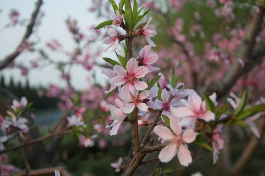 桃花