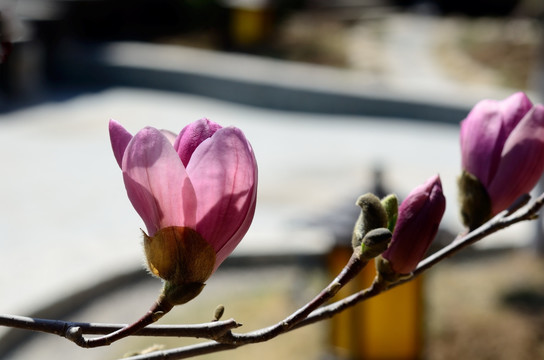 玉兰花