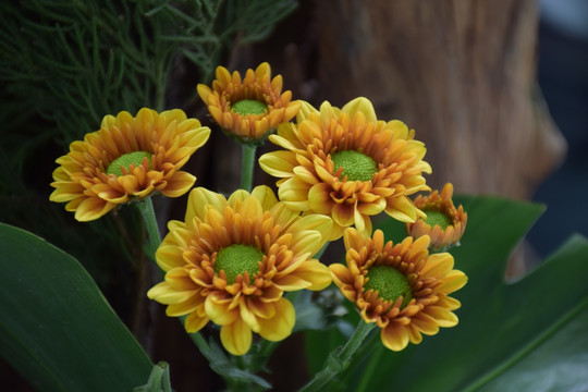 菊花