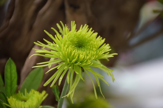 菊花绿苹