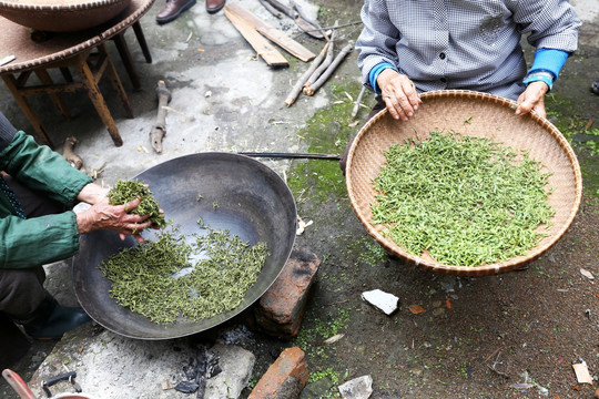 茶叶 炒茶