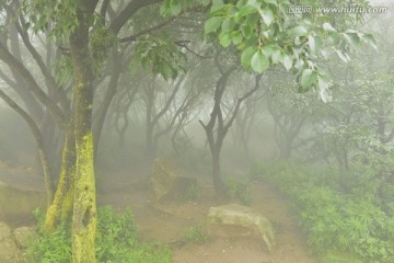 树林中的晨雾