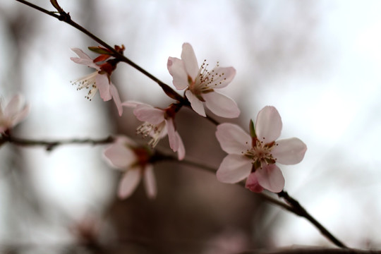 杏花特写微距