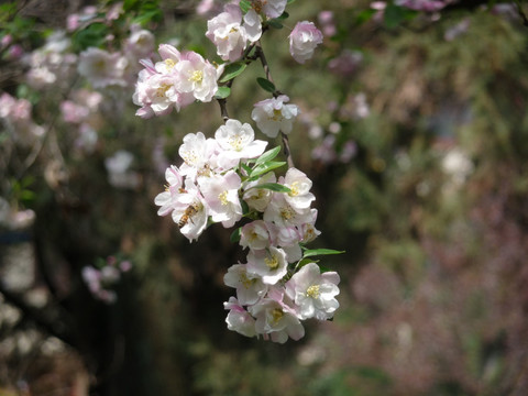 海棠花