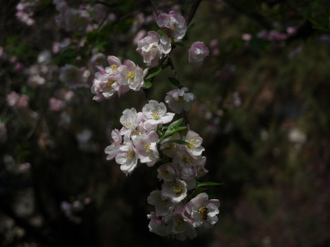 海棠花特写