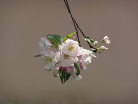 花朵特写