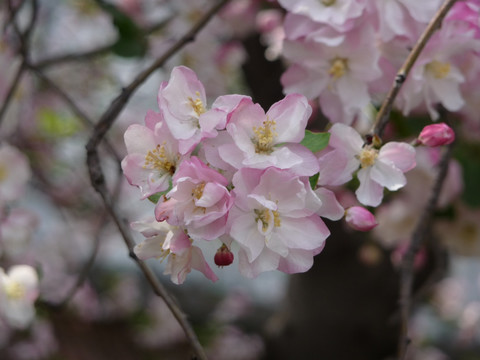 富贵海棠花