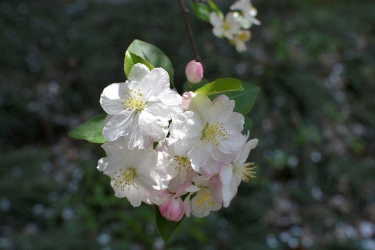 美丽海棠花