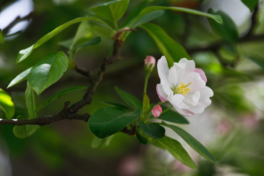 海棠花 春天花卉