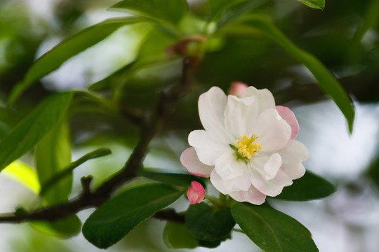 海棠花 西府海棠