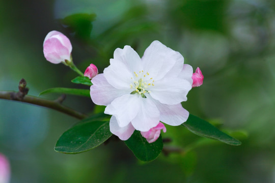 海棠 春暖花开