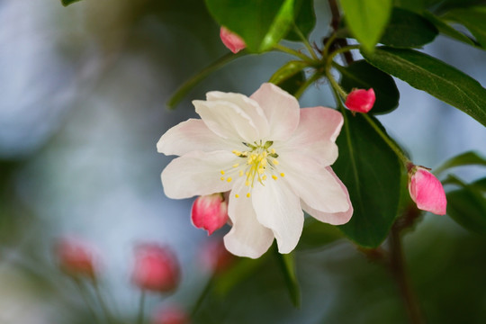 海棠 春暖花开