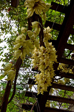 禾雀花