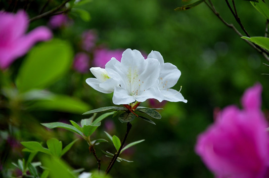 杜鹃花