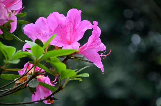 杜鹃花