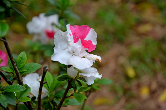 杜鹃花