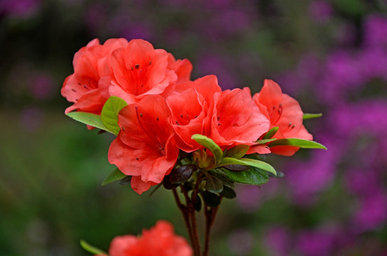 杜鹃花