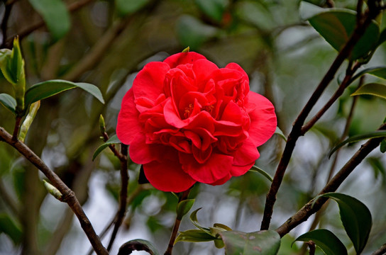 茶花