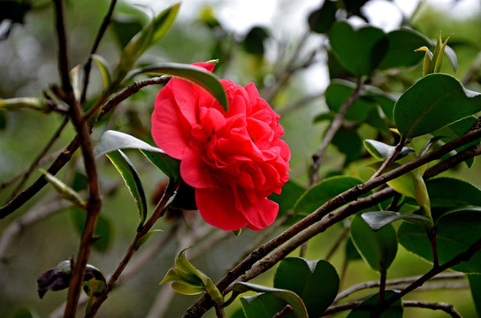 茶花