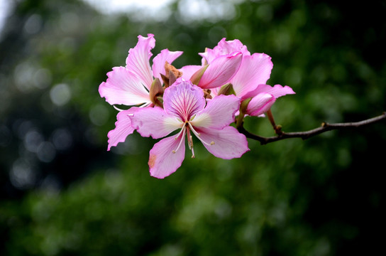 紫荆花