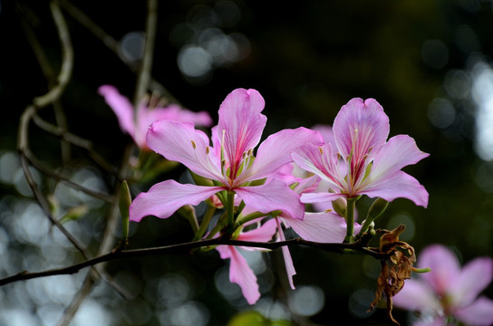紫荆花