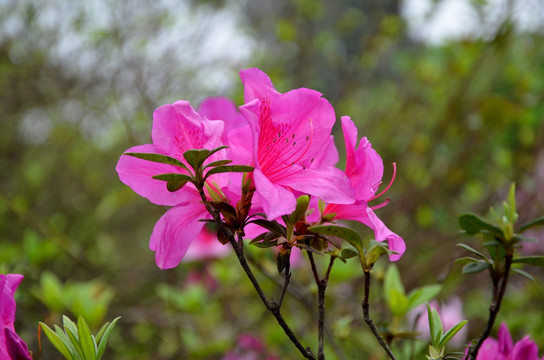 杜鹃花