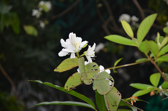 紫荆花