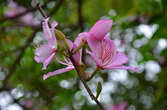 紫荆花