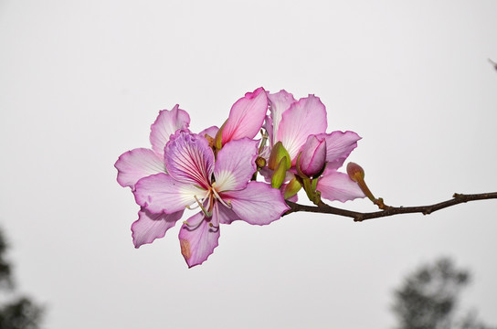 紫荆花