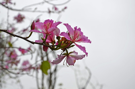 紫荆花