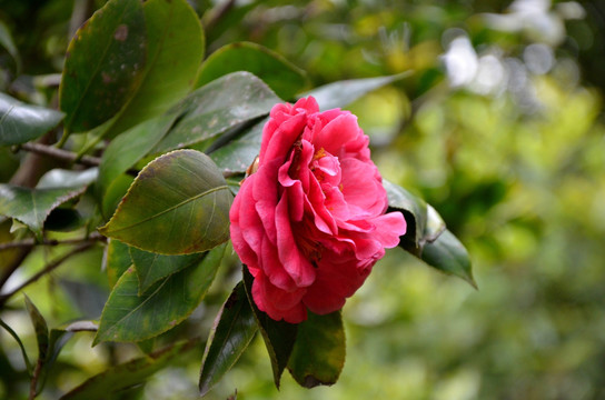 茶花