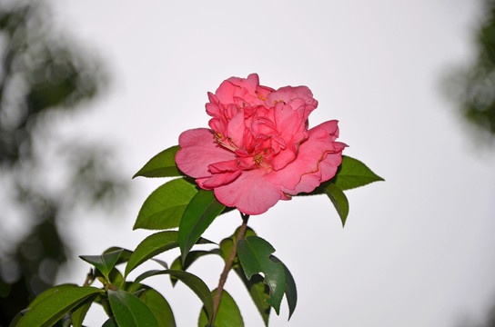 茶花