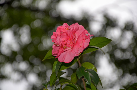 茶花