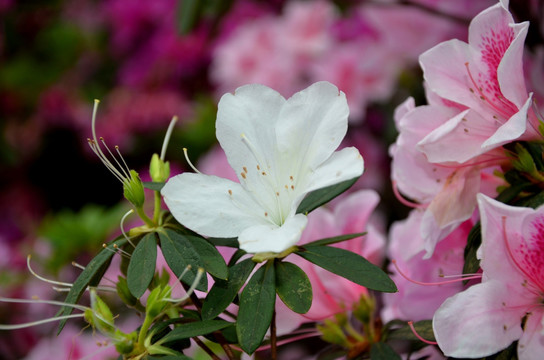 杜鹃花