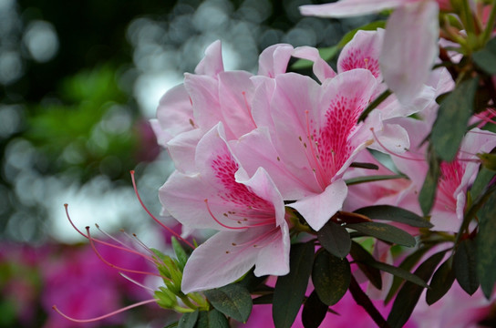 杜鹃花
