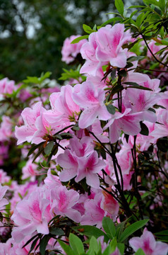 杜鹃花