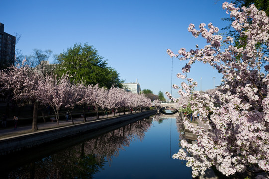 北京海棠花溪