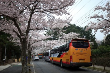 济州岛赏樱