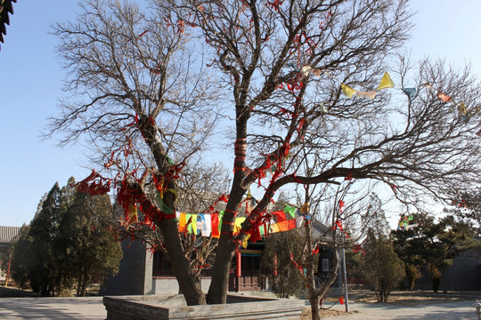 寺庙前的祈福树