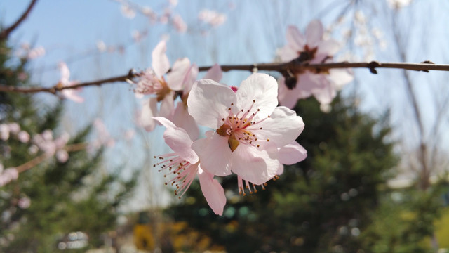 粉色的桃花