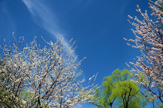 桃花盈柳色