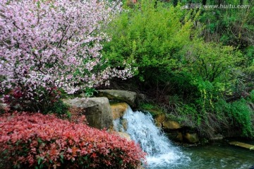 樱花丛与山泉