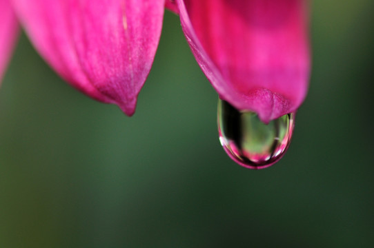 菊花上的水滴