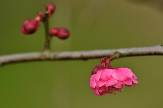 梅花