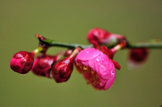 梅花