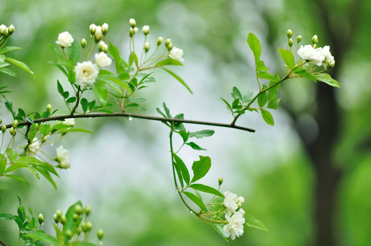 茉莉花