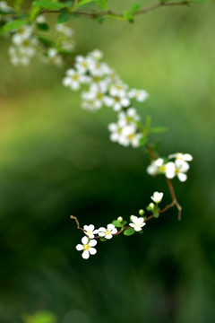 喷雪花