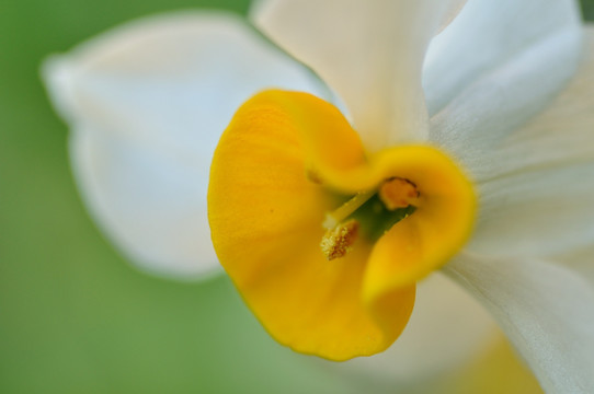 水仙花